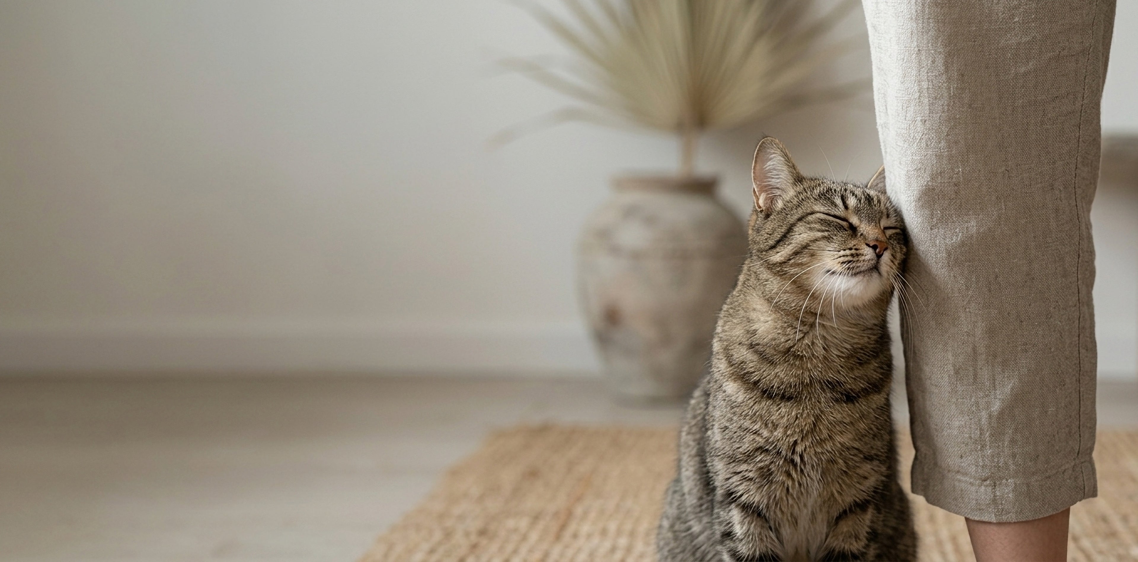 Cat sitting on a person's leg with a plant and neutral wall in the background